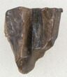 Triceratops Shed Tooth - Montana #38602-1